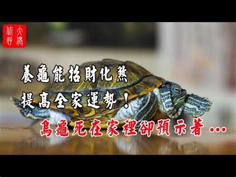 烏龜招財嗎|養烏龜招財：改善風水、提升運勢的秘訣 